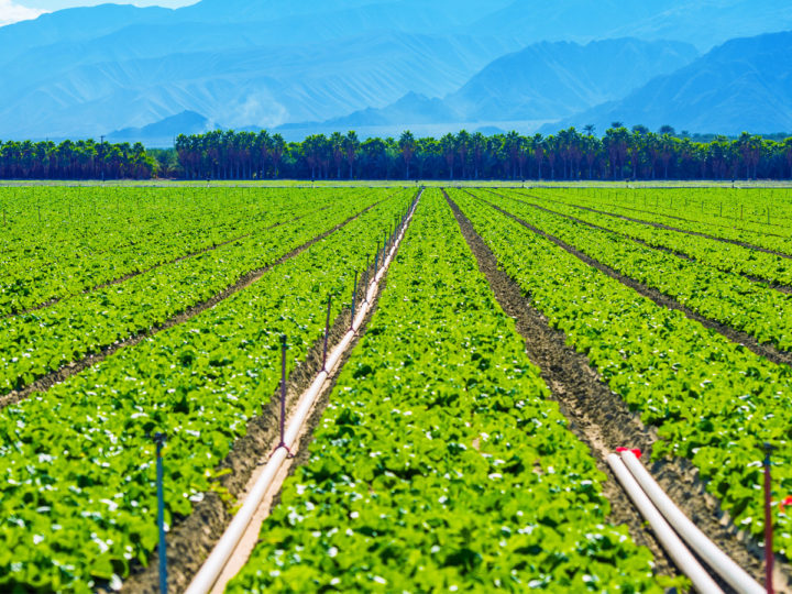 Growing vegetables are trending in hillside